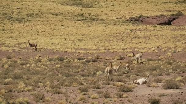 Uno di un gruppo di Vicuna selvatica rotolando sul campo ai piedi delle Ande cilene, Cile settentrionale, Sud America — Video Stock