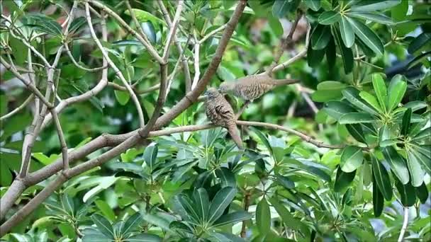 Wild Zebra Dove couple preening its lover on the tree branch, Bangkok' urban, Thailand — Stock Video