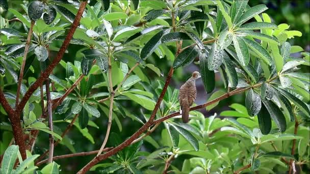 비가 내린 후푸른 잎에서 물을 마시는 야생 얼룩말 비둘기, 타이 방콕의 몬순 시즌 — 비디오