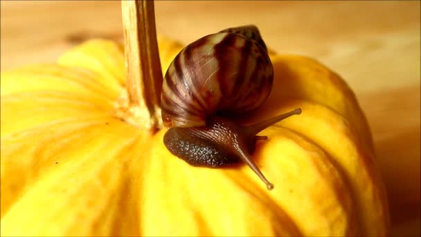 Pouco caracol concha marrom subindo lentamente na abóbora amarela vibrante — Vídeo de Stock