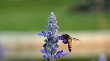 Küçük arı, güzel mor lavanta çiçeği Tayland 'dan nektar topluyor.