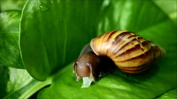 Одна коричнева смуга равлик їсть подрібнений огірок на яскравому зеленому листі — стокове відео