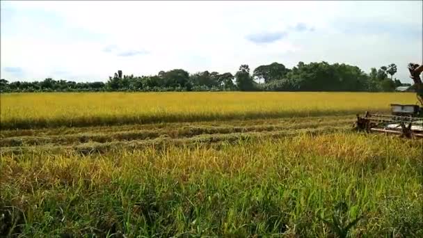 Збирання врожаю на фермах зрілий рис з Combine Harvester Machine на полі Падді, Таїланд — стокове відео