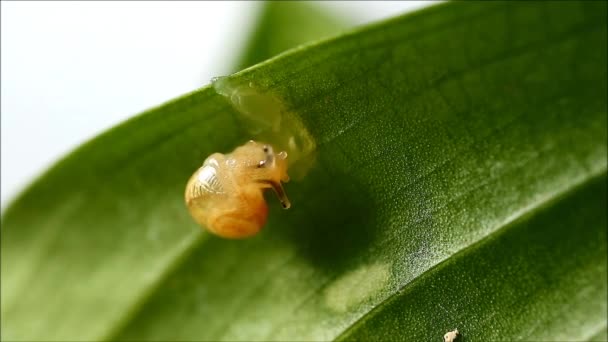小さなカタツムリは緑の葉の上でゆっくりとキュウリを食べる — ストック動画