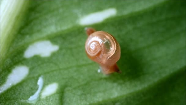 Petit escargot se réveilla sur une feuille vert vif humide et étirant ses tentacules — Video