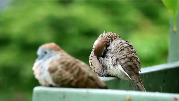 Two Happy Wild Zebra Dove (Geopelia striata Bird) at the Balcony, One Relaxing another one Preening — Stock Video