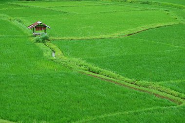 Tayland 'da kırsal bir tarlası olan canlı yeşil çeltik tarlası