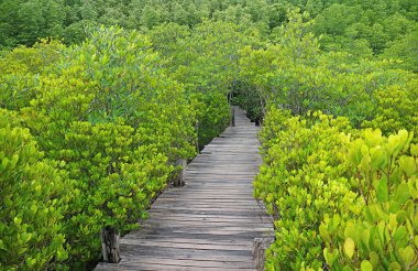 Işıl ışıl yeşil Hint Mangrove 'u ya da Tayland' ın Rayong bölgesindeki Spurred Mangrove ormanları arasında boş tahta kaldırım.