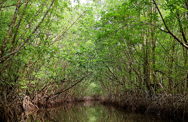 Mangrove Ormanı, Trat eyaleti, Tayland 'da Tekne ile Mangrove Nehri' nden Büyüleyici Ağaç Tünelleri Görünümü