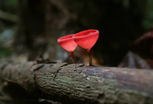 タイの熱帯雨林で朽ち果てた丸太の上で成長しているスカーレットエルフカップふんぎやシャンパングラスキノコのペア — ストック写真