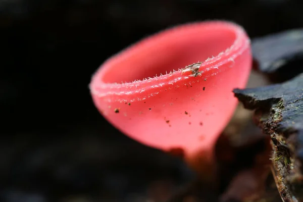 Забарвлення Барвистого Рожевого Опіку Гриби Або Sarcoscypha Coccinea Found Rain — стокове фото