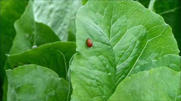 Ζευγάρι κόκκινης πασχαλίτσας που περπατά ενώ κάνει έρωτα σε ζωντανό πράσινο φύλλο λαχανικών — Αρχείο Βίντεο