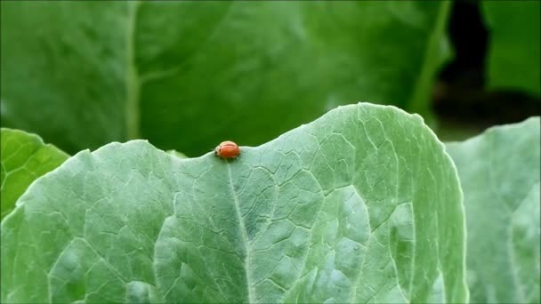 Coccinelle rouge occupée marchant rapidement sur des feuilles de légumes vertes dans une ferme biologique, campagne de Thaïlande — Video