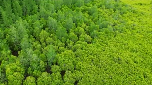 Bird's eye view of a vast expanse of vivid green Spurred Mangrove tree forest of Rayong province, Thailand — Stock Video