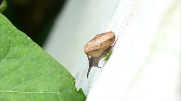 Mały Ślimak próbuje zjeść zielony liść, Tajlandia — Wideo stockowe