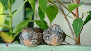 Uykulu vahşi Zebra Güvercini (Geopelia striata) çift rüzgarlı bir günde balkonda yan yana dinleniyor, Bangkok, Tayland