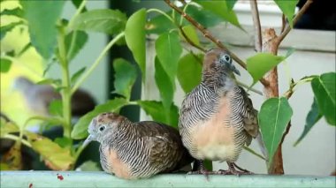 Bangkok, Tayland 'ın banliyösünde Bitkilerle Balkonda Dinlenen ve Preening Wild Zebra Dove Çifti
