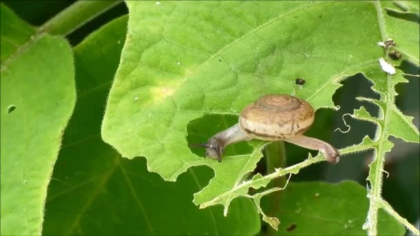 Μικρή σαλιγκάρι Απολαύστε το φαγητό πράσινο φύλλο, Countryside της Ταϊλάνδης — Αρχείο Βίντεο