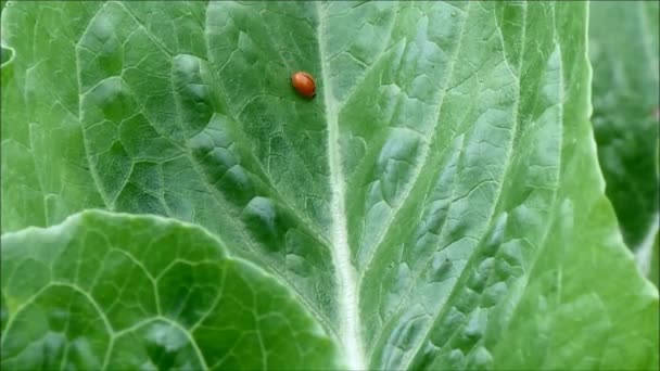 Petite coccinelle rouge se promenant autour de la feuille de légumes verts dans une ferme biologique, campagne Thaïlande — Video