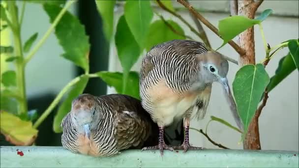 Preening och Stretching Wild Zebra Dove Par, på Balkong med växter, Bangkok förorten, Thailand — Stockvideo