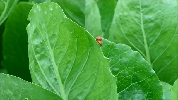 Deux coccinelles rouges marchent tout en faisant l'amour sur le bord de la feuille vert vif — Video