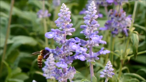 Une petite abeille recueillant du nectar sur les belles fleurs de lavande pourpre clair en fleurs — Video