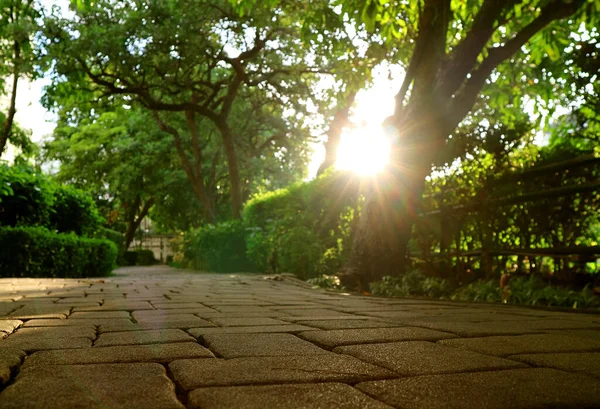 Ângulo Solo Caminho Jardim Com Sol Brilhante Brilhando Através Árvores — Fotografia de Stock