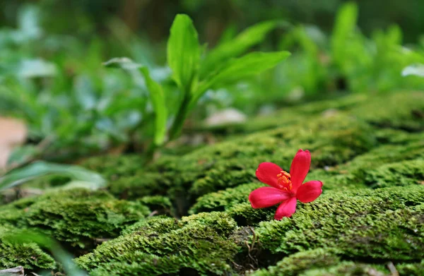 Nahaufnahme Vivid Pink Tiny Jatropha Flower Falling Auf Dem Lebendigen — Stockfoto