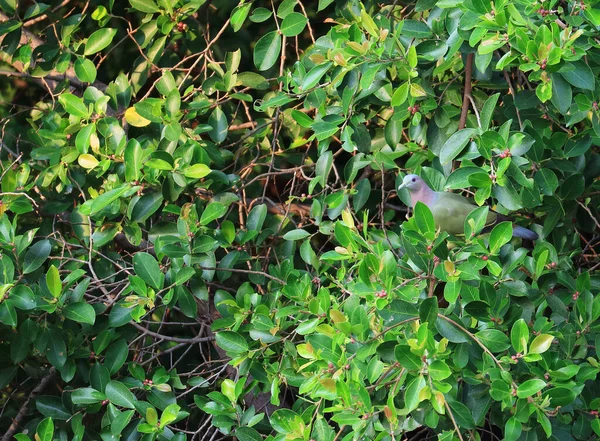 Один Милый Дикий Толстоклювый Зеленый Голубь Сидит Среди Зеленых Листьев — стоковое фото