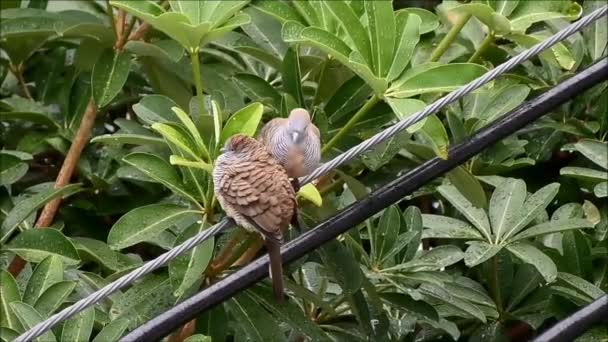 Wild Zebra Dove of Geopelia Striata Preening elkaar na regen, Bangkok, Thailand — Stockvideo