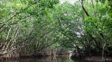 Tayland 'ın Trat Eyaleti' ndeki Muhteşem Mangrove Ormanı 'nda geziniyor.