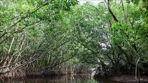 Kryssning bland Amazing Mangrove Forest i Trat provinsen Thailand — Stockvideo