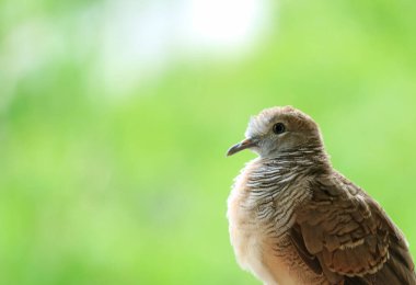 Sevimli Genç Vahşi Zebra Güvercini Güneş Işığında Rahatlıyor, Yazı ve Tasarım İçin Boş Alan