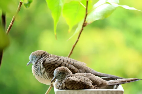 Mother Wild Zebra Dove Her Child Napping Side Side Planter — Stock Photo, Image