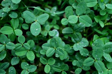 Yağmurdan sonra Shamrock Field 'da üç yapraklı yonca ve su damlası