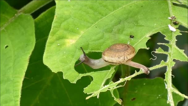 Pequena caracol comendo folha verde — Vídeo de Stock