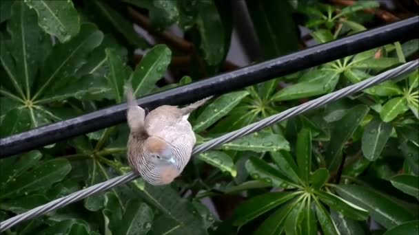 Zebra Dove se eleva para bañarse en la lluvia y atrapar la gota de lluvia con su pico — Vídeo de stock