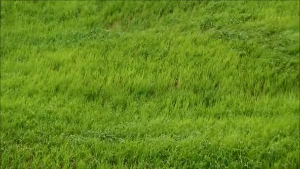 Grünes Gras weht langsam im Wind — Stockvideo