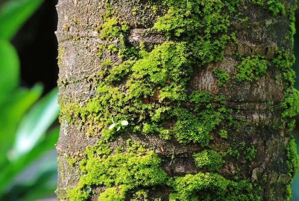 Tmavě Hnědý Kokosový Kmen Pulzujícím Zeleným Mechem Uzavřený Pro Texturu — Stock fotografie