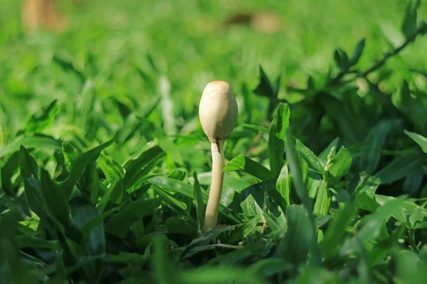 午後の日差しの中で鮮やかな緑の草に成長する小さな野生のキノコの1つ — ストック写真