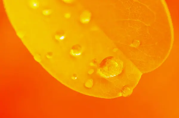 Pop Art Surreal Style Vivid Yellow Orange Colored Plant Leaf — стокове фото