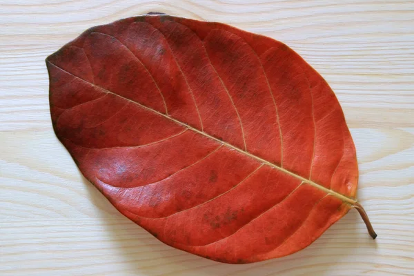 Closed Texture Pattern Red Color Fallen Dry Leaf Wooden Table — Stock Photo, Image