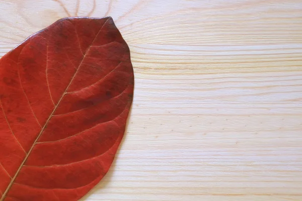 Nahaufnahme Der Tropischen Pflanze Rote Farbe Trockenes Blatt Auf Der — Stockfoto