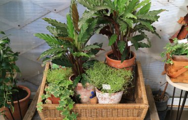 Tropikal bitkilerle yeşil alanda rahatlamak