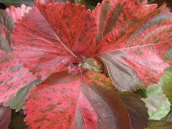Fermé Motif Unique Rouge Avec Brown Accent Feuilles Plantes Tropicales — Photo