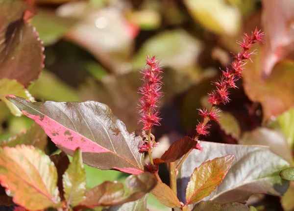 Fechado Florescendo Vibrante Vermelho Flores Acalypha Wilkesiana Luz Sol Tailândia — Fotografia de Stock