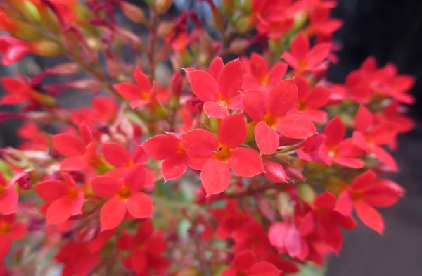 Fechado Bando Flores Tropicais Vermelhas Vibrantes Florescendo Tailândia — Fotografia de Stock