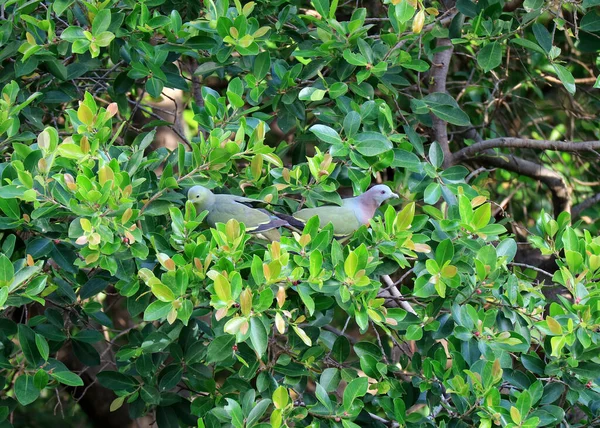 Dos Palomas Verdes Silvestres Pico Grueso Recogiendo Frutas Árbol Grande — Foto de Stock