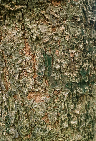 Image Verticale Écorce Arbre Rugueuse Altérée — Photo