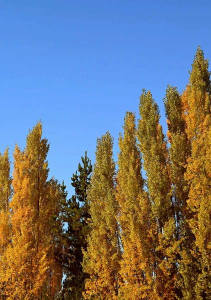Podzimní Plání Stromů Proti Slunné Modré Obloze — Stock fotografie